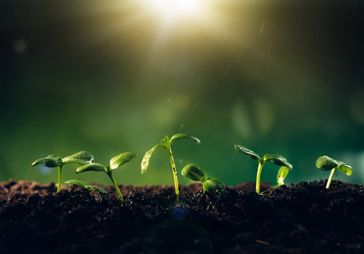 Le droit à un environnement sain : un pilier du niveau de vie décent